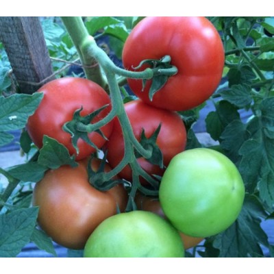 Семена томата индетерминантного Клад F1, ранняя новинка!!!, (1000 нас.) Lark Seeds